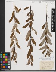 Foto von Salix triandra subsp. amygdalina (L.) Schübl. & G. Martens